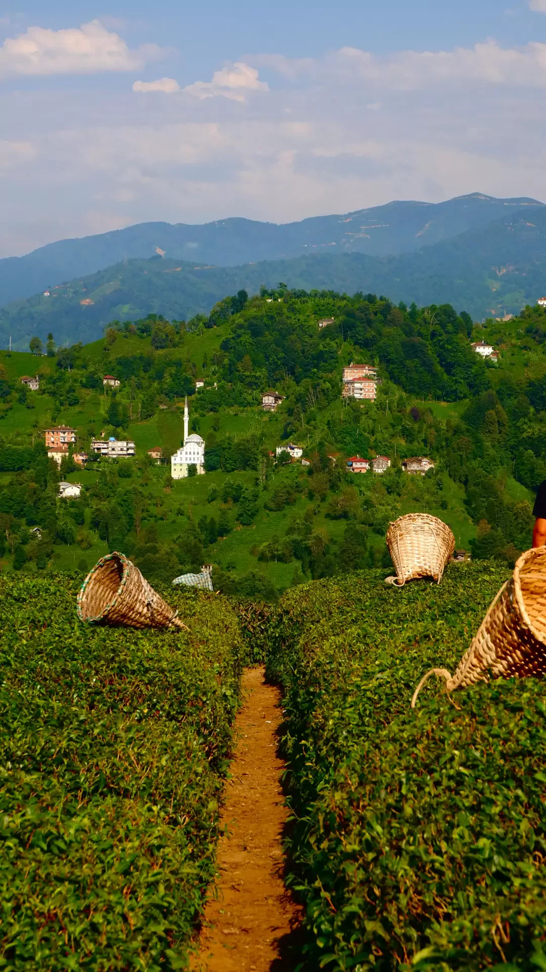 Karadeniz Çayı: Bölgenin Eşsiz Lezzeti ve Faydaları