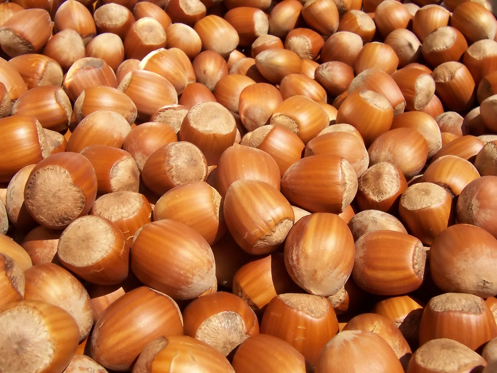 Fındık ezmeleri