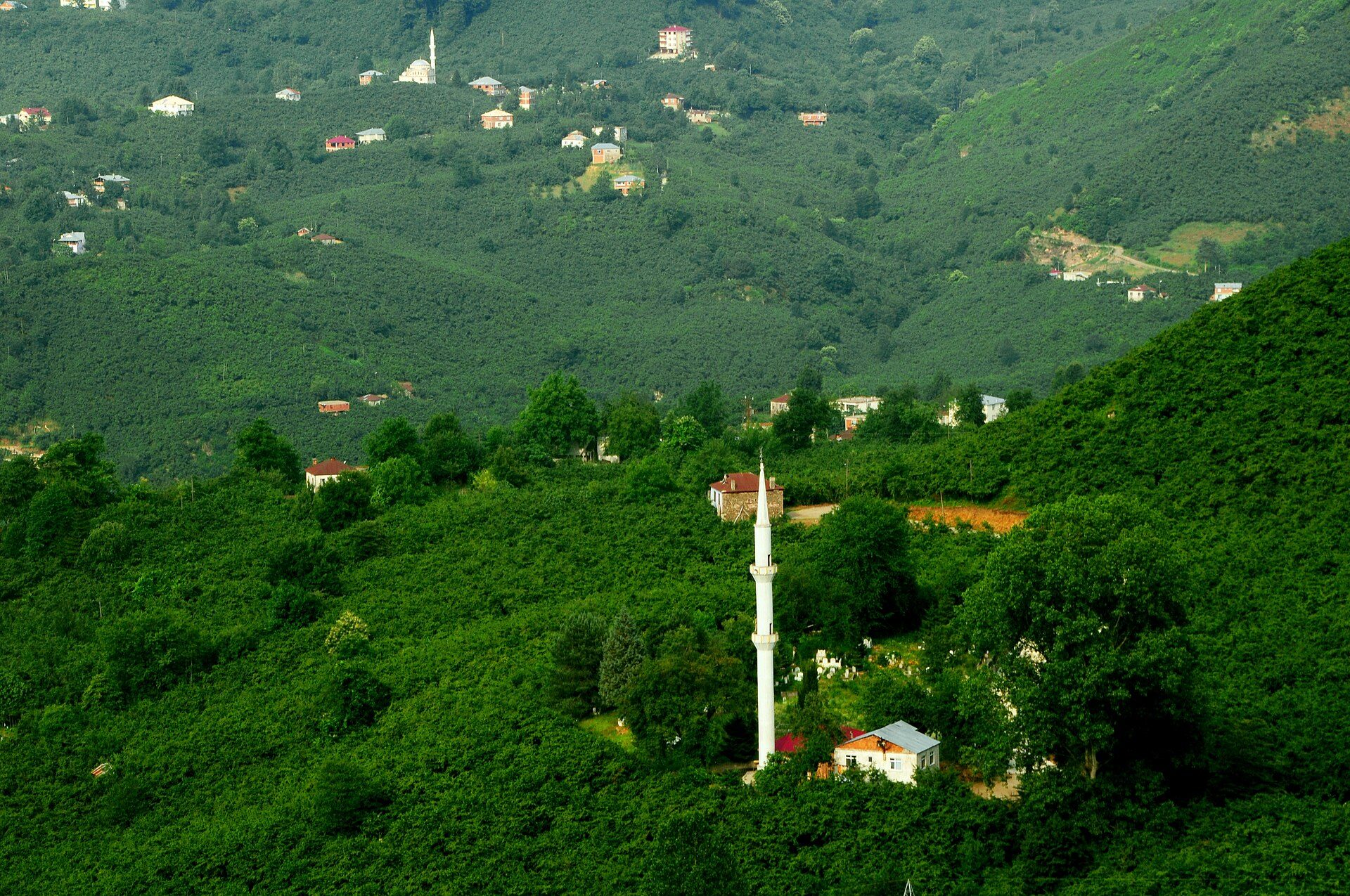Tirebolu 42